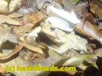 /home//u458753944/public_html/sourcegallery////McKaig Nature Center/2024-09-23/P9231564.JPG